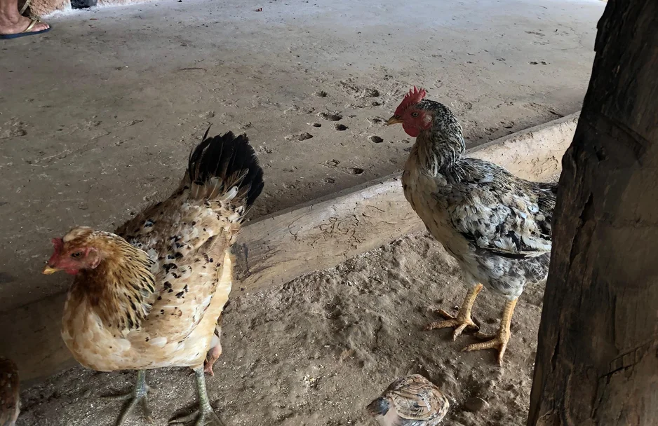 Galinhas