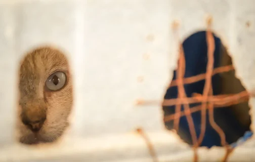 Gatinho apreendido durante operação