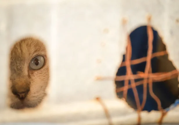 Gatinho apreendido durante operação