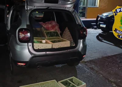 Motorista foi detido e encaminhado à delegacia