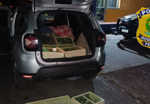 Motorista foi detido e encaminhado à delegacia