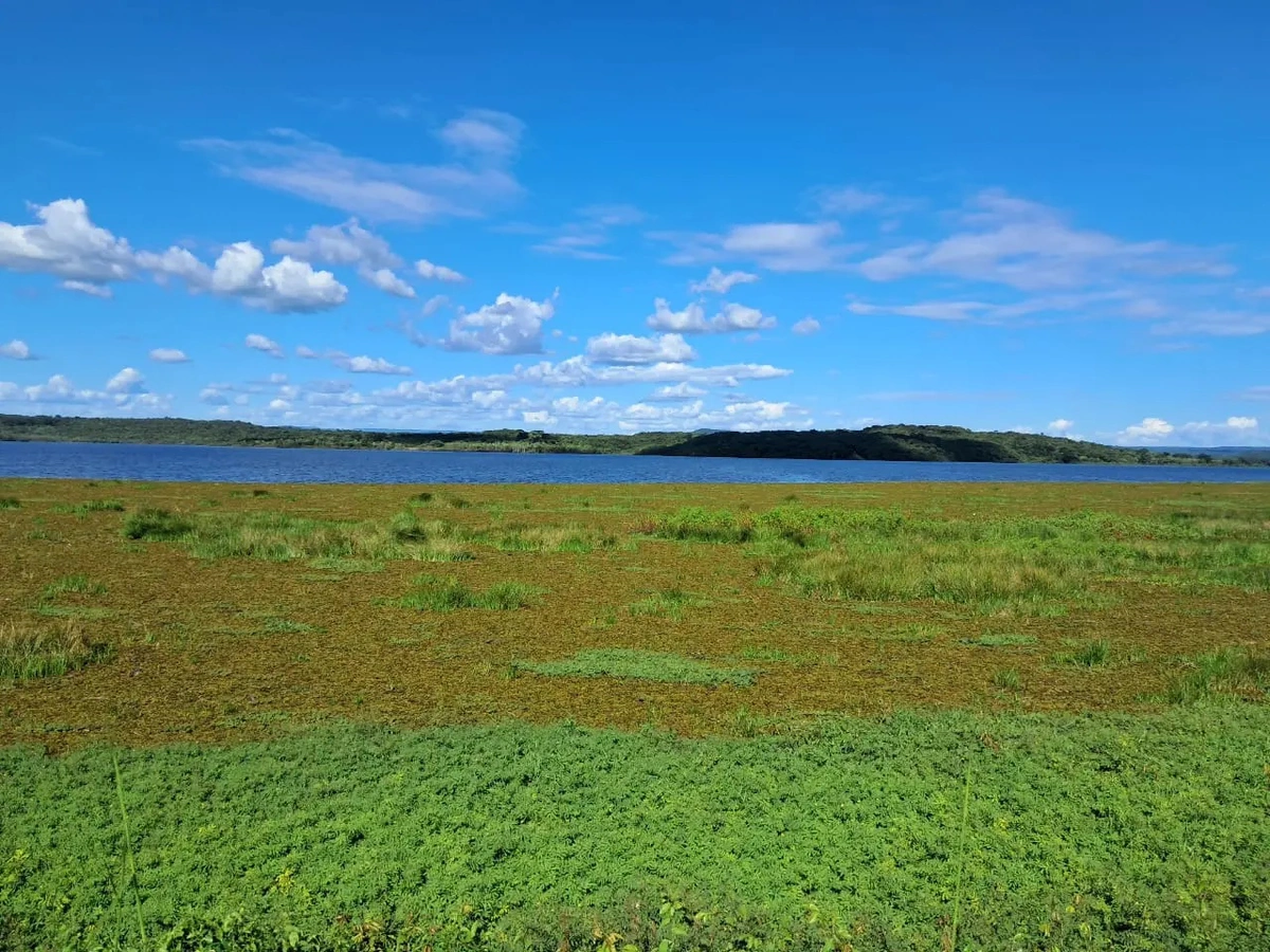 Proliferação de vegetação no Açude Caldeirão