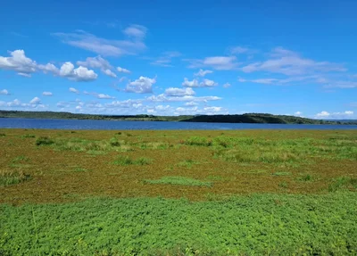 Proliferação de vegetação no açude Caldeirão