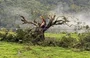 Tornado atingiu o Rio Grande do Sul