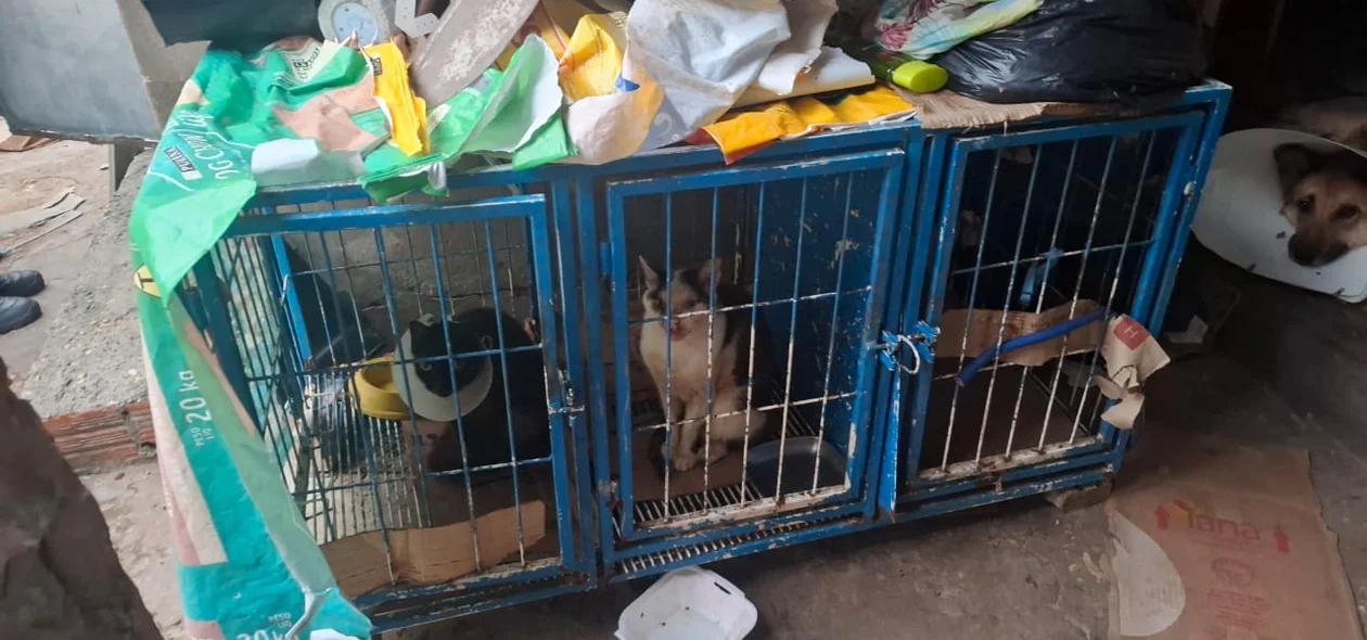 Vários animais foram encontrados