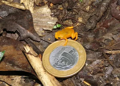 Brachycephalus ephippium
