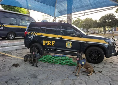 Cães farejadores ajudaram nas buscas