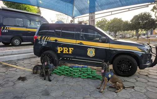 Cães farejadores ajudaram nas buscas
