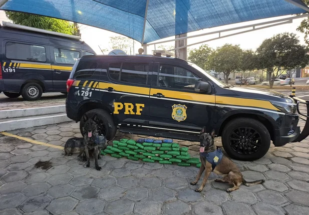 Cães farejadores ajudaram nas buscas