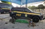 Cães farejadores ajudaram nas buscas