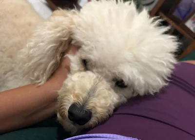 Capuccino, poodle desaparecido