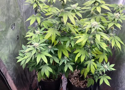 Cultivo de maconha na casa de um dos alvos