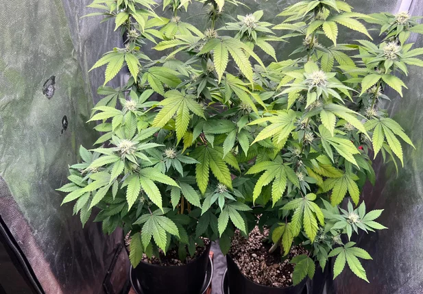 Cultivo de maconha na casa de um dos alvos