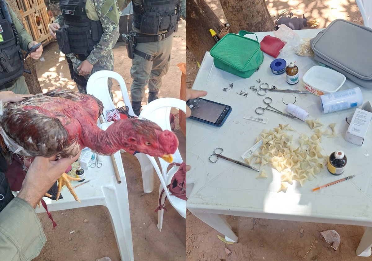 Galos eram submetidos a maus-tratos