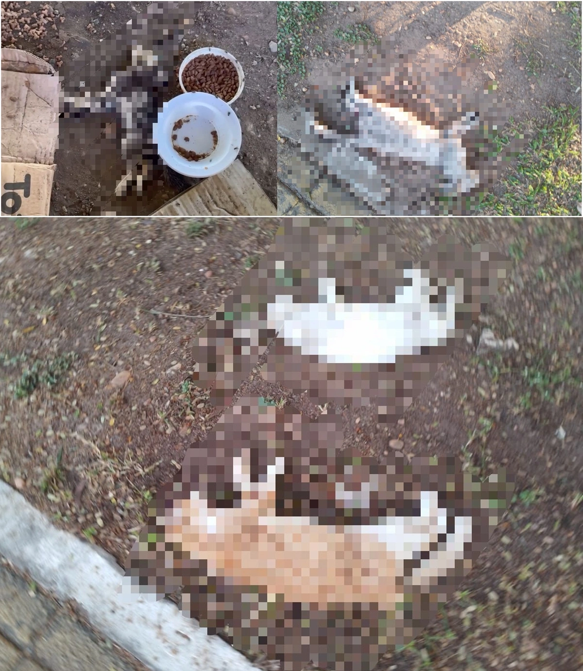 Gatos envenenados na Marechal