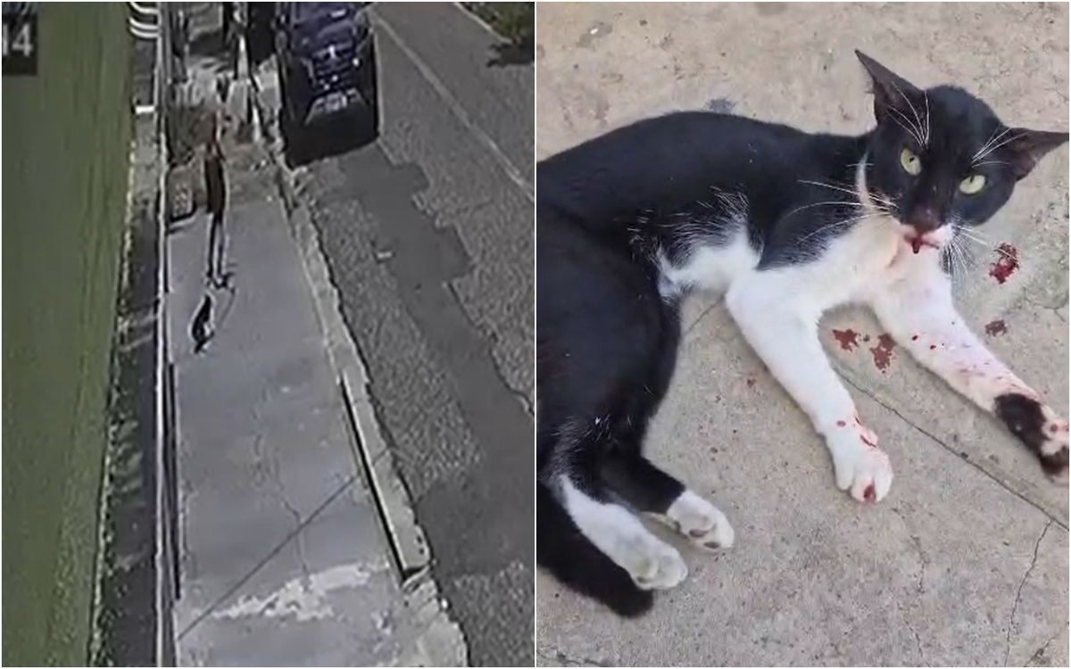 Idoso arrastou gato por rua no Centro de Teresina