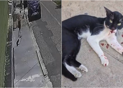 Idoso arrastou gato por rua no Centro de Teresina