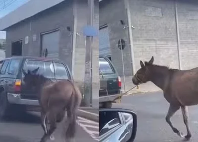 Jumento é amarrado e arrastado por carro em Teresina