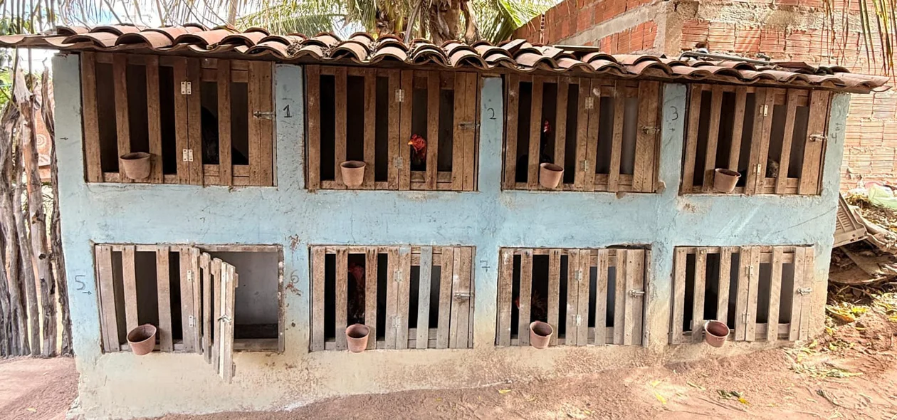 Local onde as aves ficavam presas