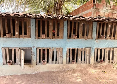 Local onde as aves ficavam presas