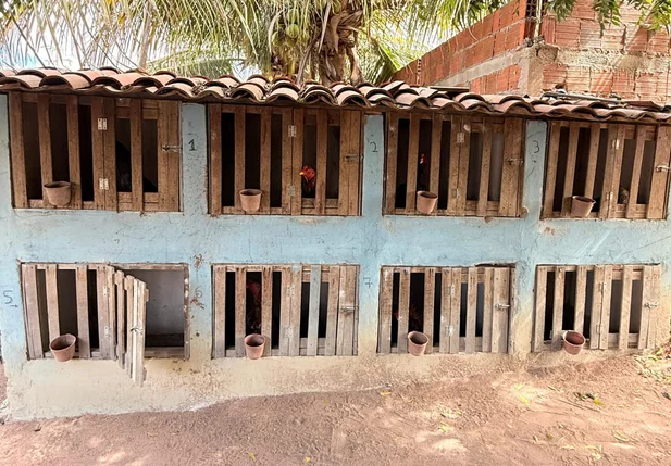 Local onde as aves ficavam presas