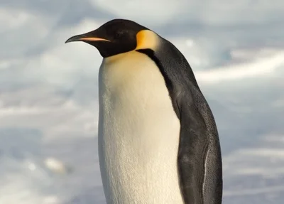 Pinguins-imperadores