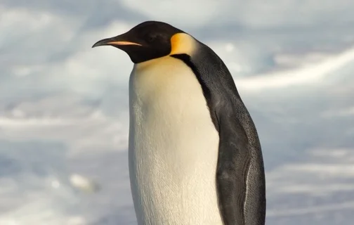 Pinguins-imperadores