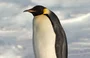 Pinguins-imperadores
