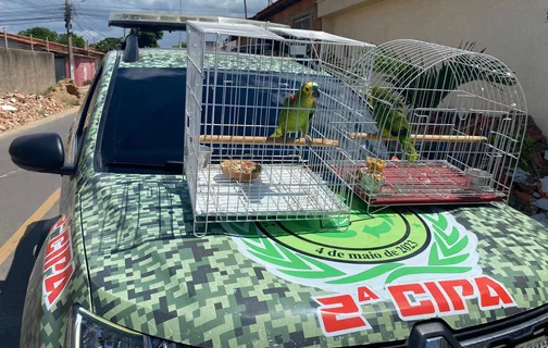 PM resgata dois papagaios mantidos ilegalmente em residência em Parnaíba