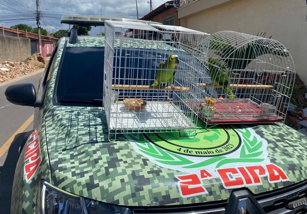 PM resgata dois papagaios mantidos ilegalmente em residência em Parnaíba