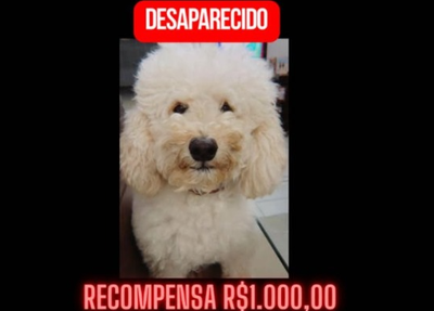 Poodle Capuccino