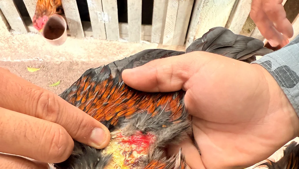 Sinais de maus-tratos nas aves