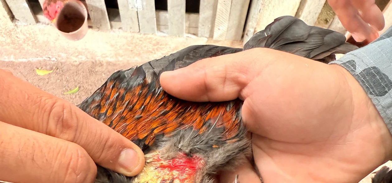 Sinais de maus-tratos nas aves