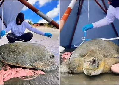 Tartaruga-verde encalhou na praia de Barra Grande