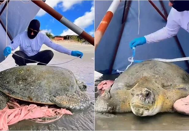 Tartaruga-verde encalhou na praia de Barra Grande
