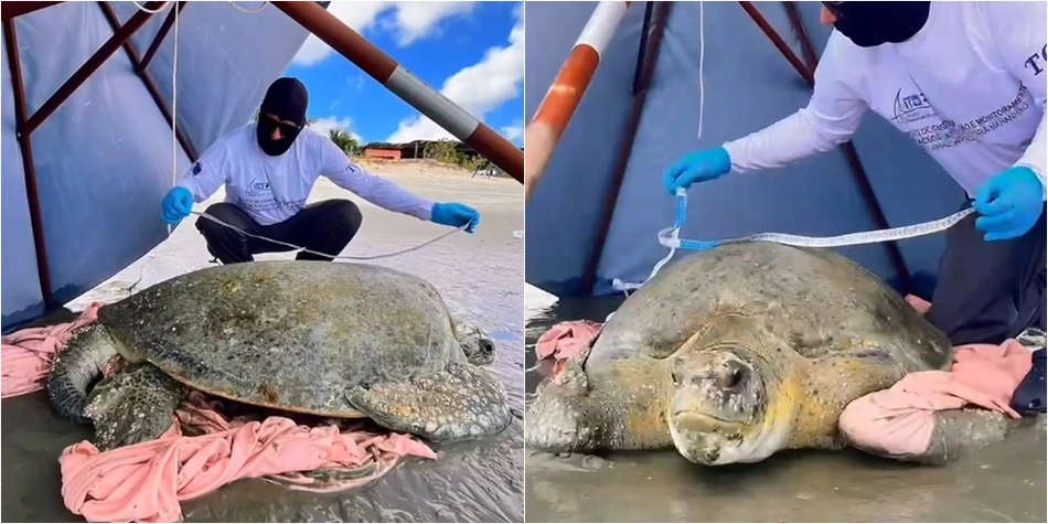 Tartaruga-verde encalhou na praia de Barra Grande