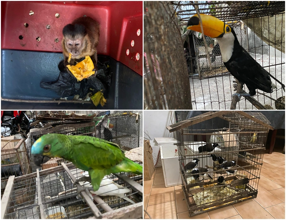 Animais apreendidos durante operação em Cocal