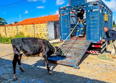 Animais recolhidos na Operação Porteira Fechada