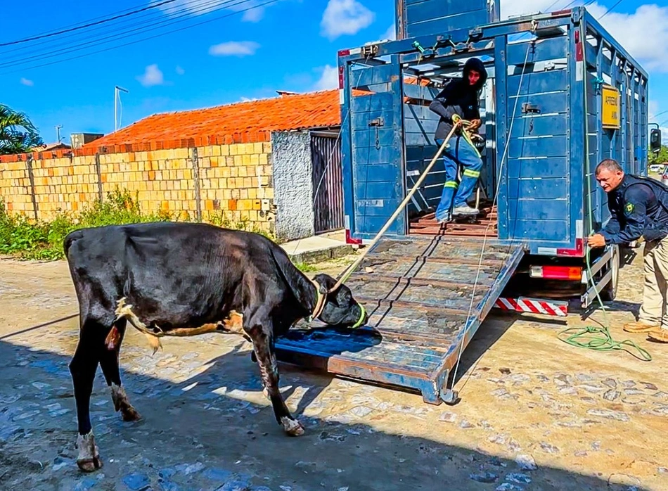 Animais recolhidos na Operação Porteira Fechada