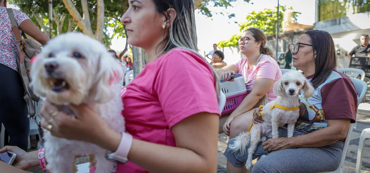 Cachorrinhos para serem avaliados