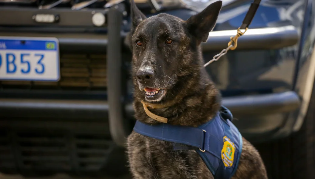 Cão farejador da PRF