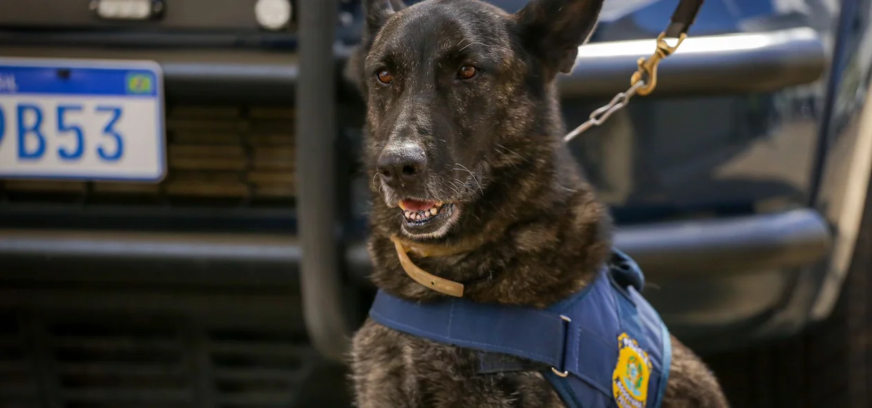 Cão farejador da PRF