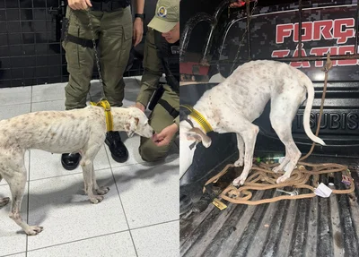 Cadela submetida a maus-tratos é resgatada pela Polícia Militar