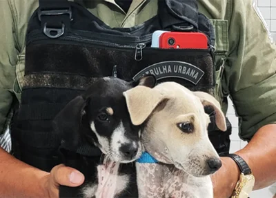 Cães resgatados pela Polícia Militar em poder do suspeito
