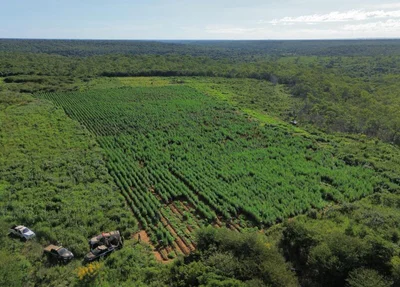 Em 2023, as forças de segurança recolheram 366,25 quilos da droga