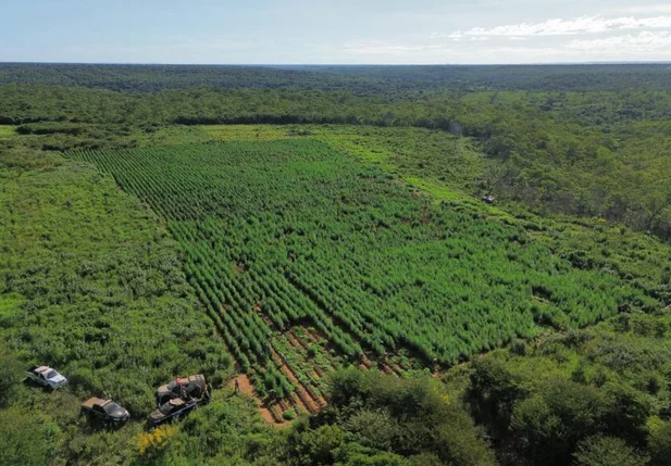 Em 2023, as forças de segurança recolheram 366,25 quilos da droga