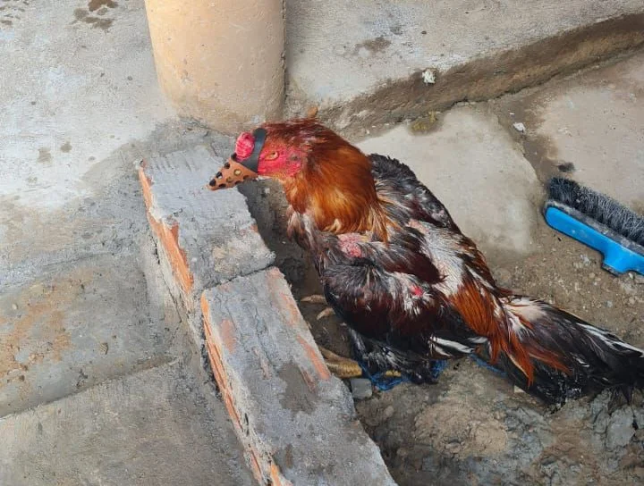 Galo que participava das rinhas