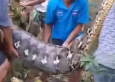 Homem é engolido por cobra píton de 8 metros na Indonésia