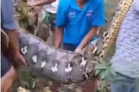 Homem é engolido por cobra píton de 8 metros na Indonésia
