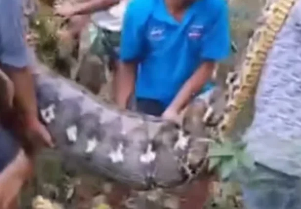 Homem é engolido por cobra píton de 8 metros na Indonésia